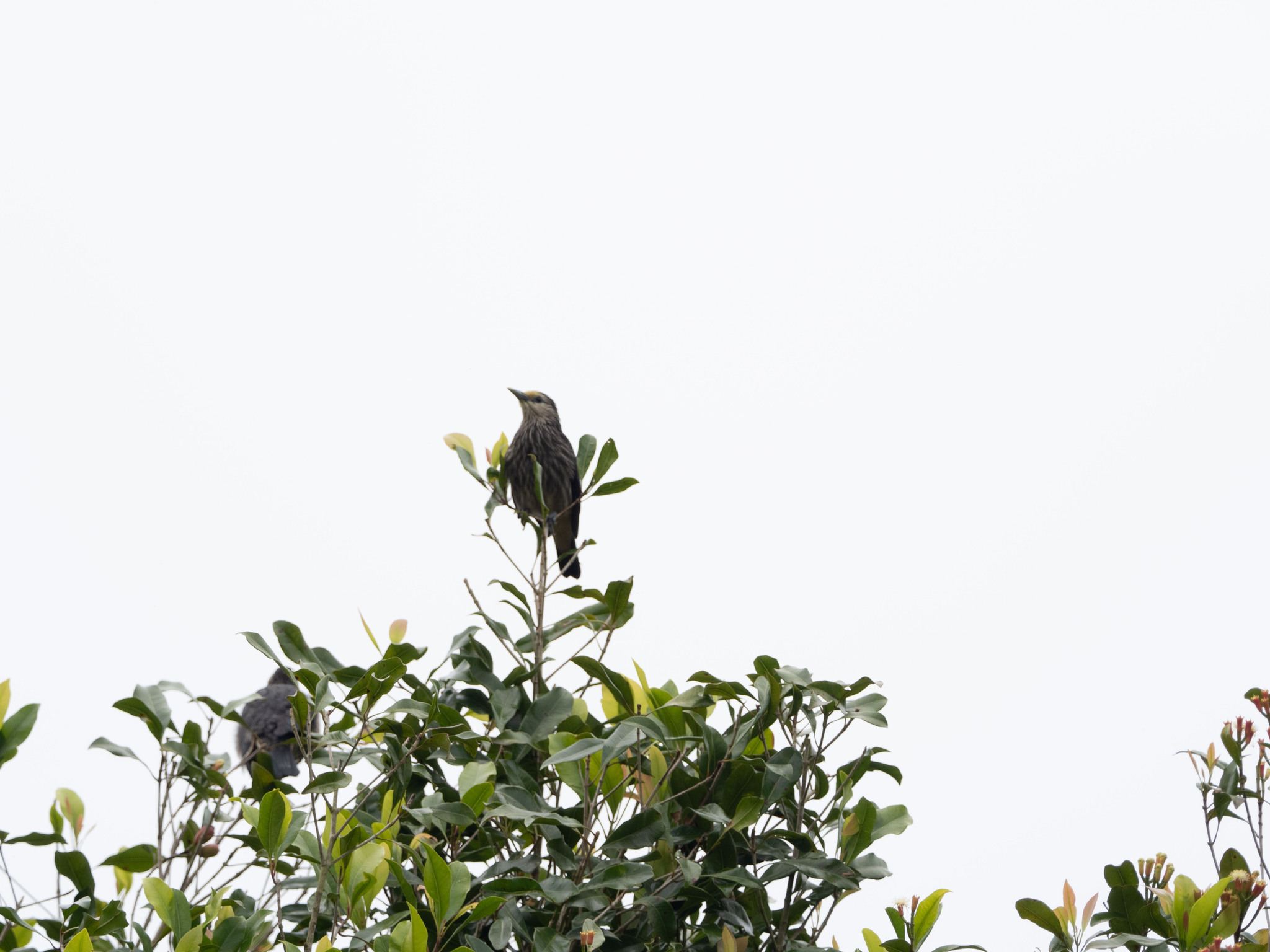 White-faced Starling (Sturnornis albofrontatus), photo 4