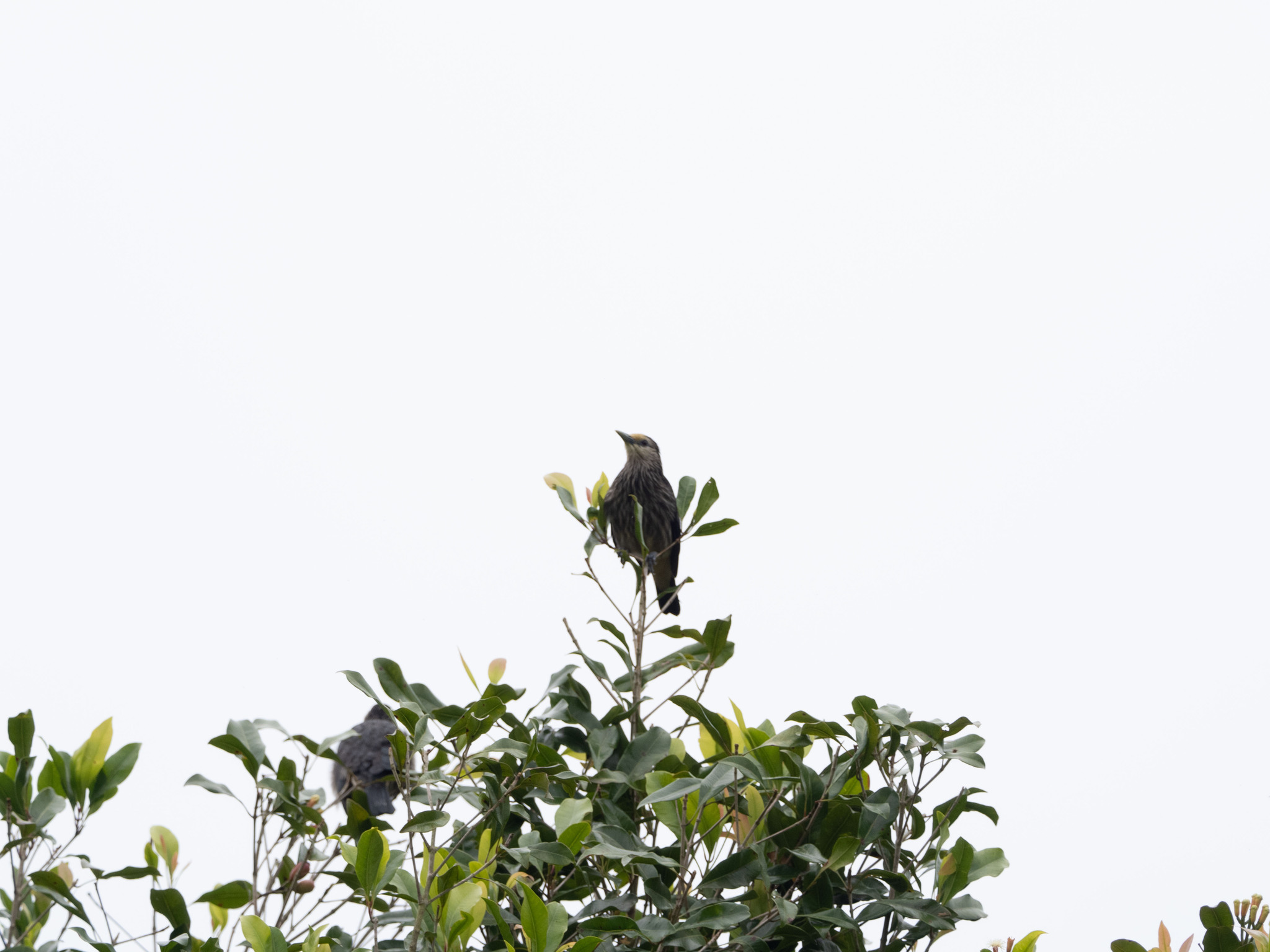 White-faced Starling (Sturnornis albofrontatus), photo 3