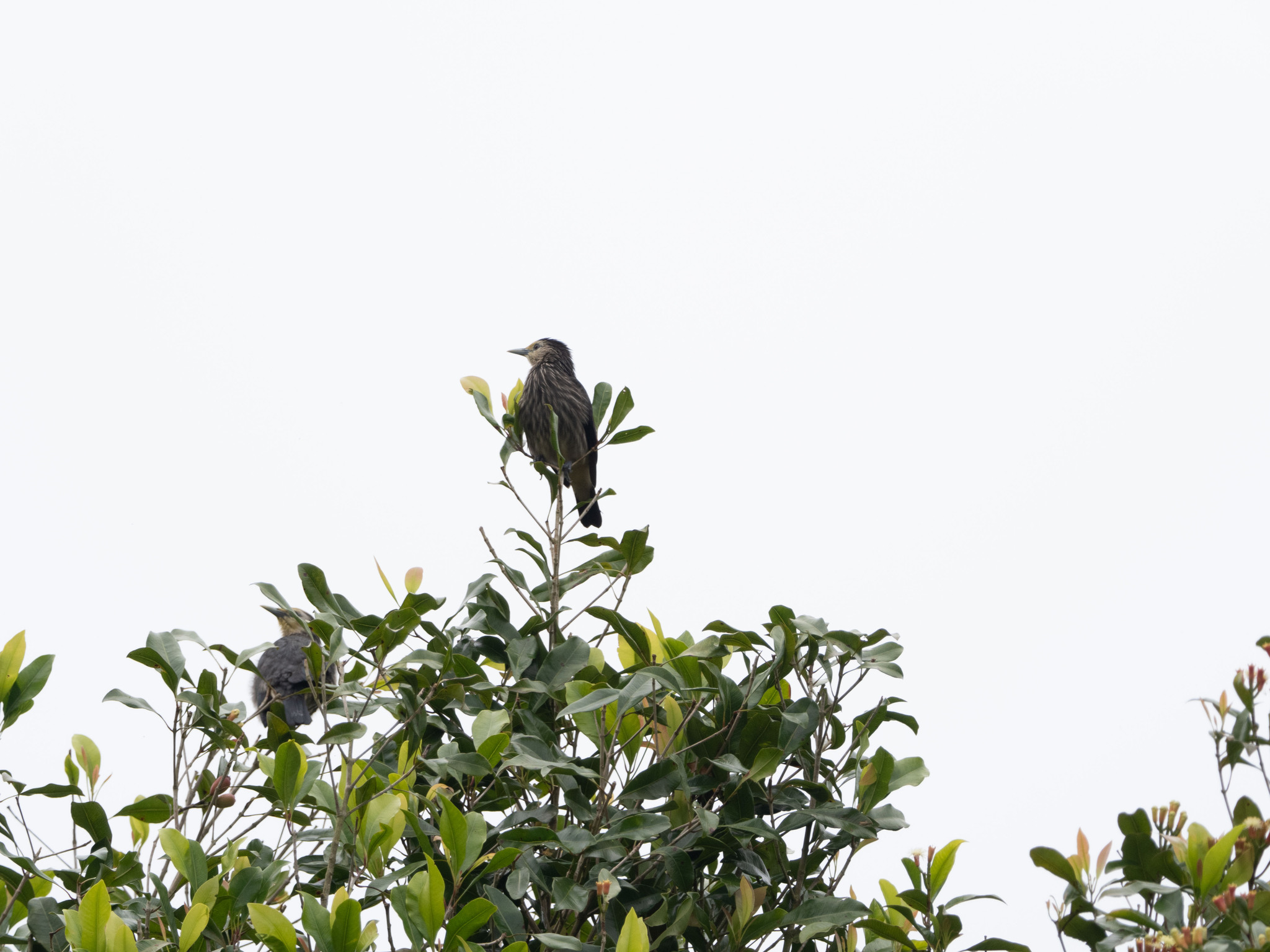 White-faced Starling (Sturnornis albofrontatus), photo 5