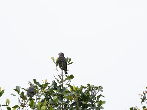 White-faced Starling (Sturnornis albofrontatus), photo 8