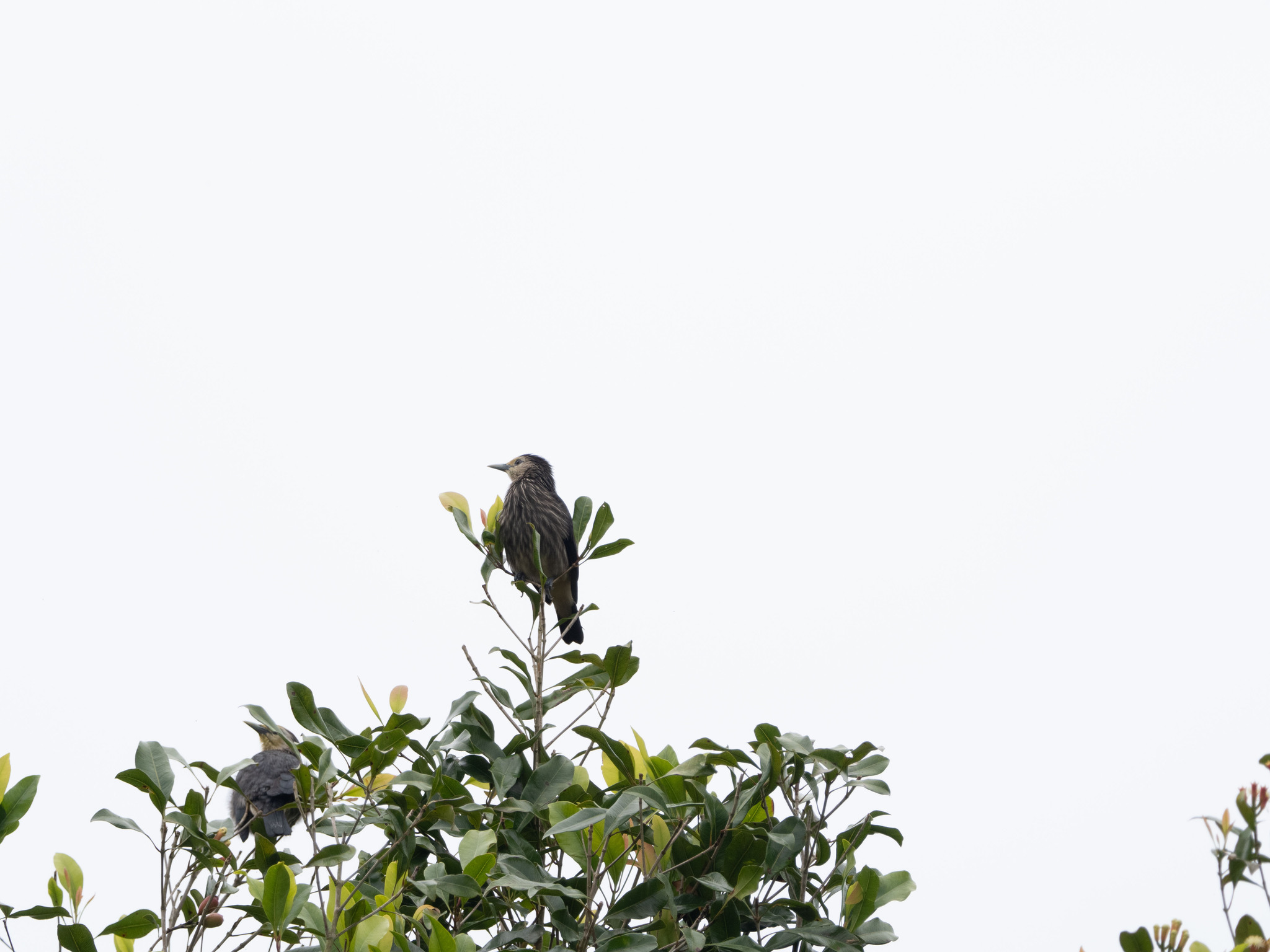 White-faced Starling (Sturnornis albofrontatus), photo 6