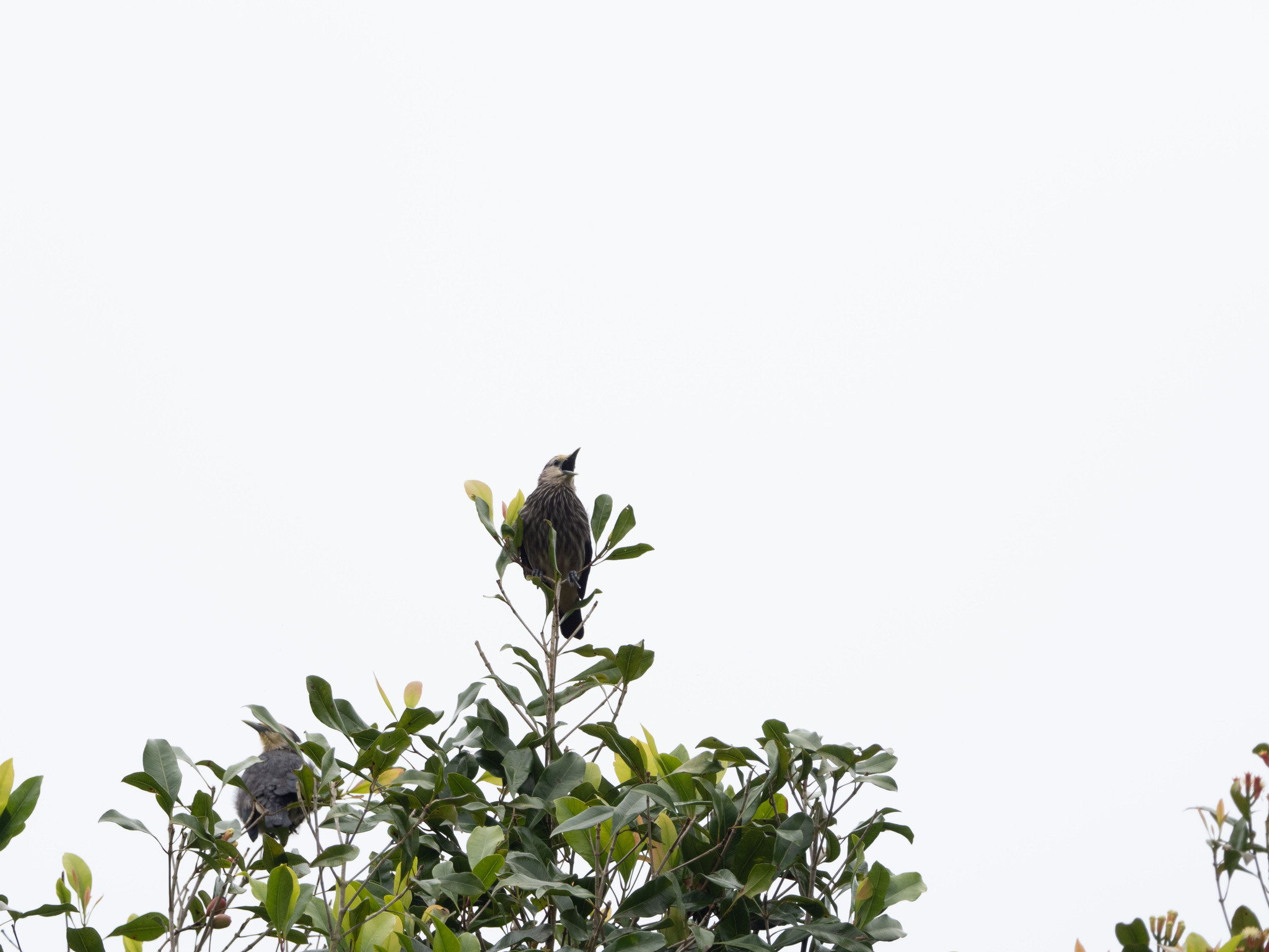White-faced Starling (Sturnornis albofrontatus), photo 8