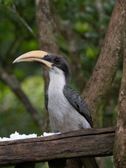 Sri Lanka Grey Hornbill photo 3