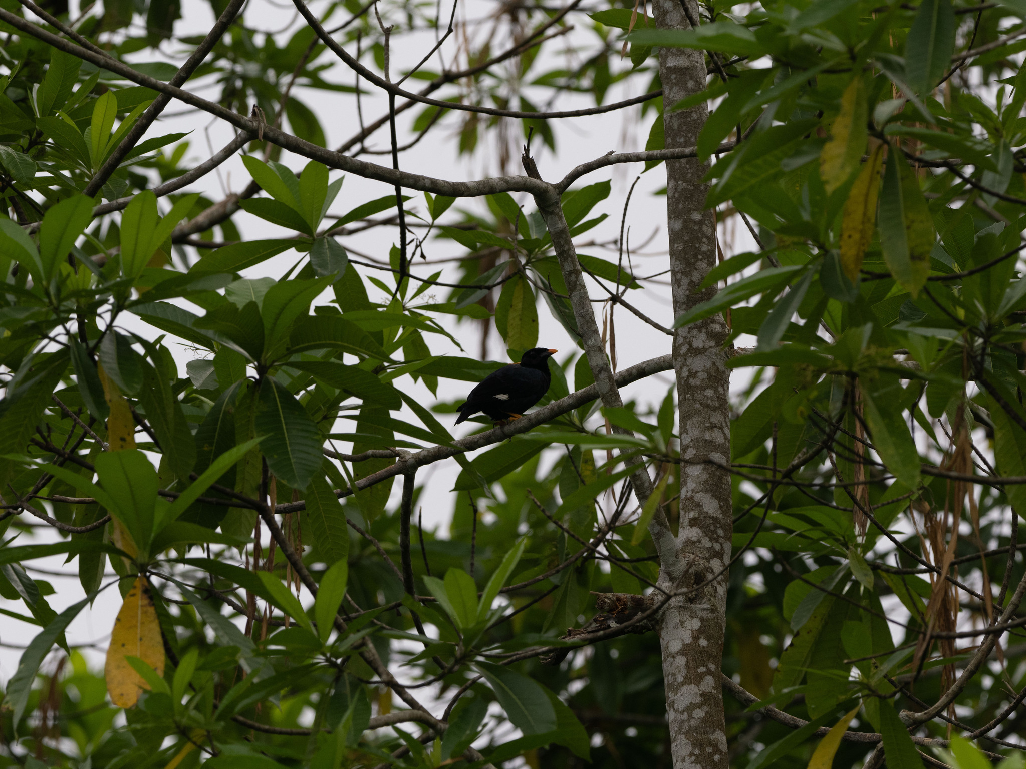 Sri Lanka Hill Myna (Gracula ptilogenys), photo 1