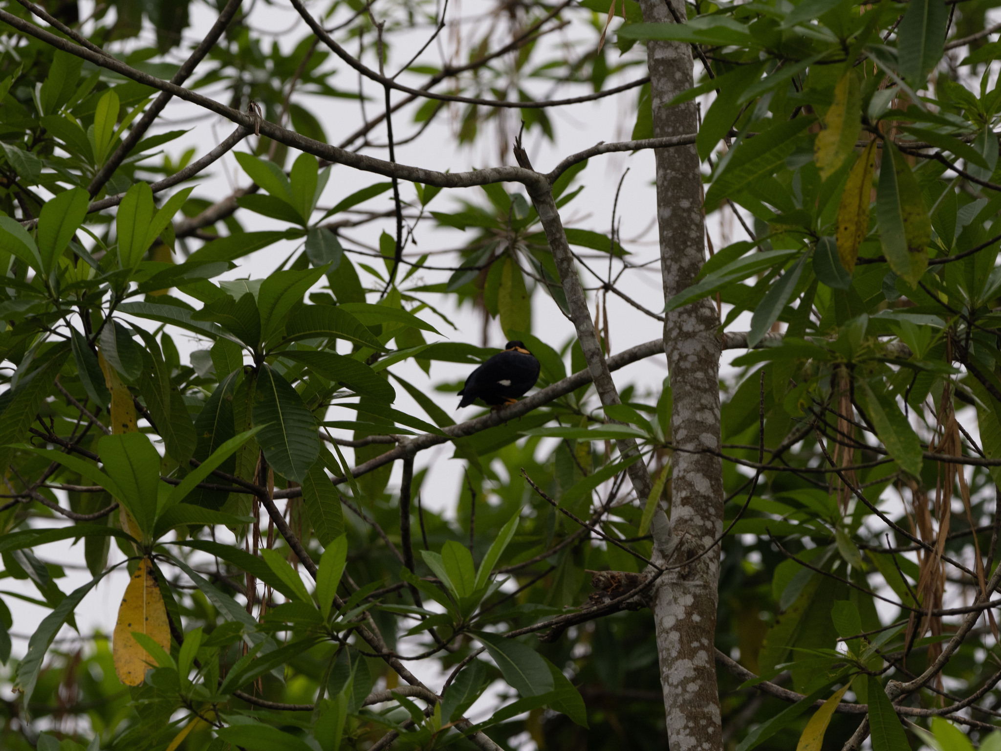 Sri Lanka Hill Myna (Gracula ptilogenys), photo 3