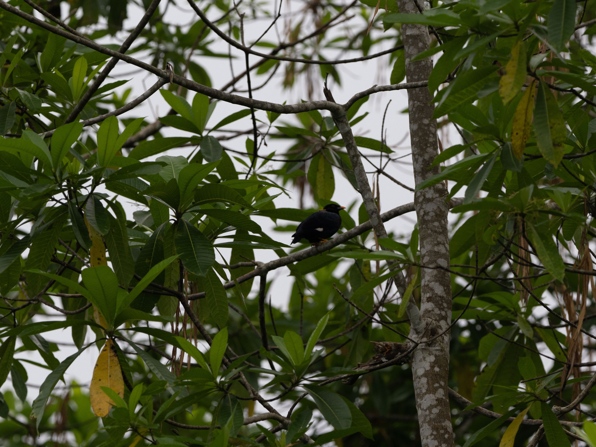 Sri Lanka Hill Myna (Gracula ptilogenys), photo 4