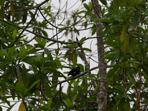 Sri Lanka Hill Myna (Gracula ptilogenys), photo 5