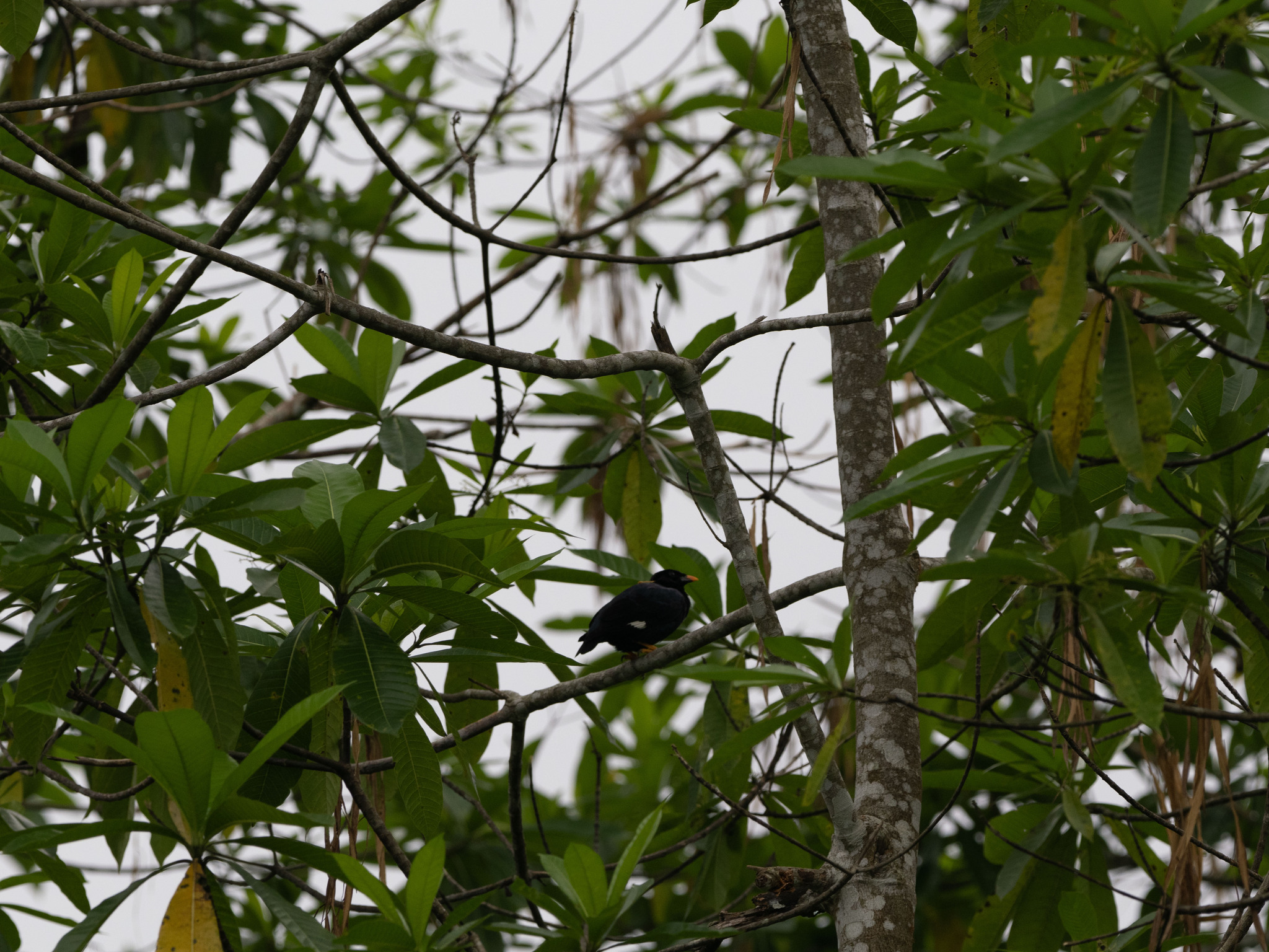Sri Lanka Hill Myna (Gracula ptilogenys), photo 5