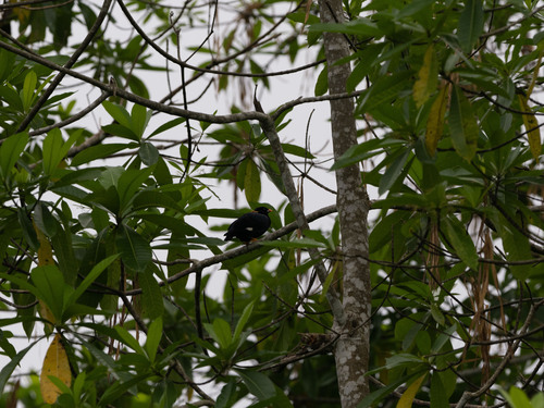 Sri Lanka Hill Myna (Gracula ptilogenys), photo 6