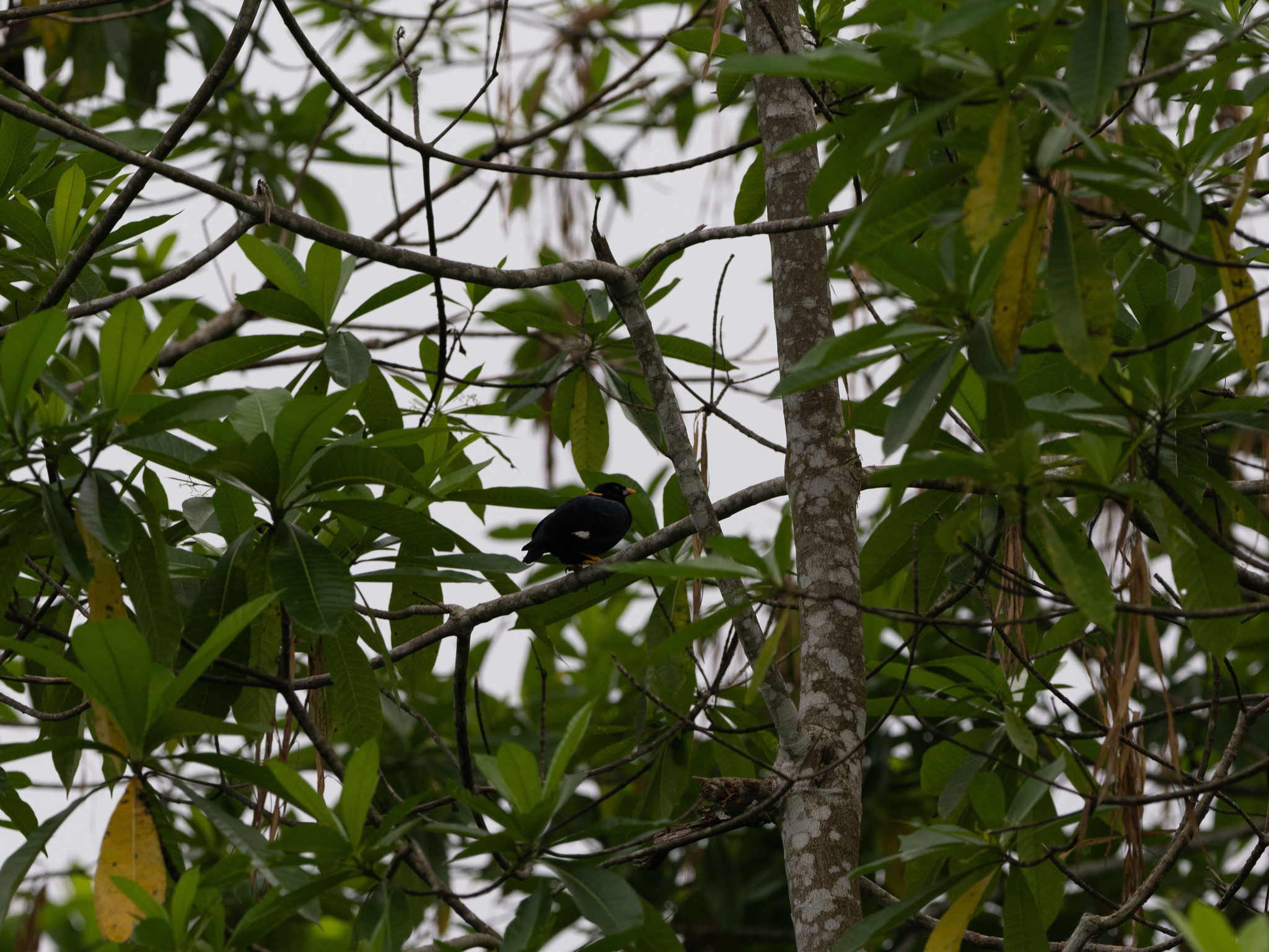 Sri Lanka Hill Myna (Gracula ptilogenys), photo 6