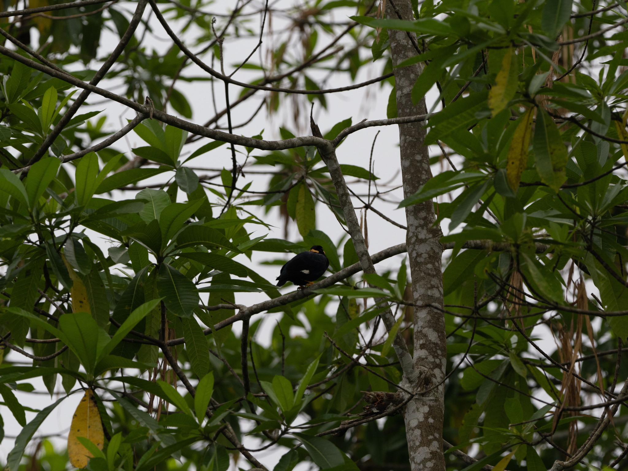 Sri Lanka Hill Myna (Gracula ptilogenys), photo 7