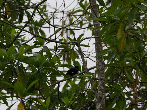 Sri Lanka Hill Myna (Gracula ptilogenys), photo 8