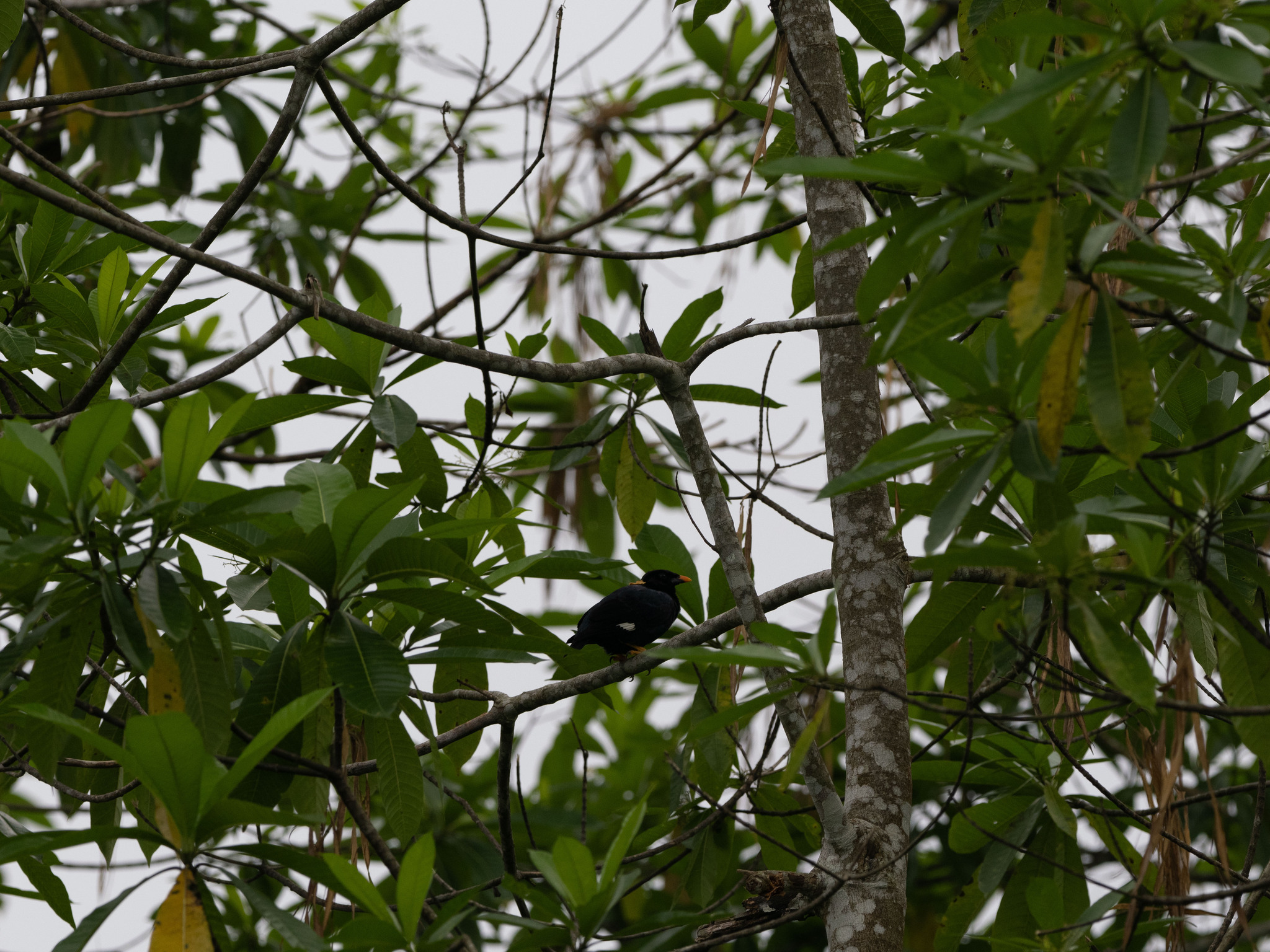 Sri Lanka Hill Myna (Gracula ptilogenys), photo 8