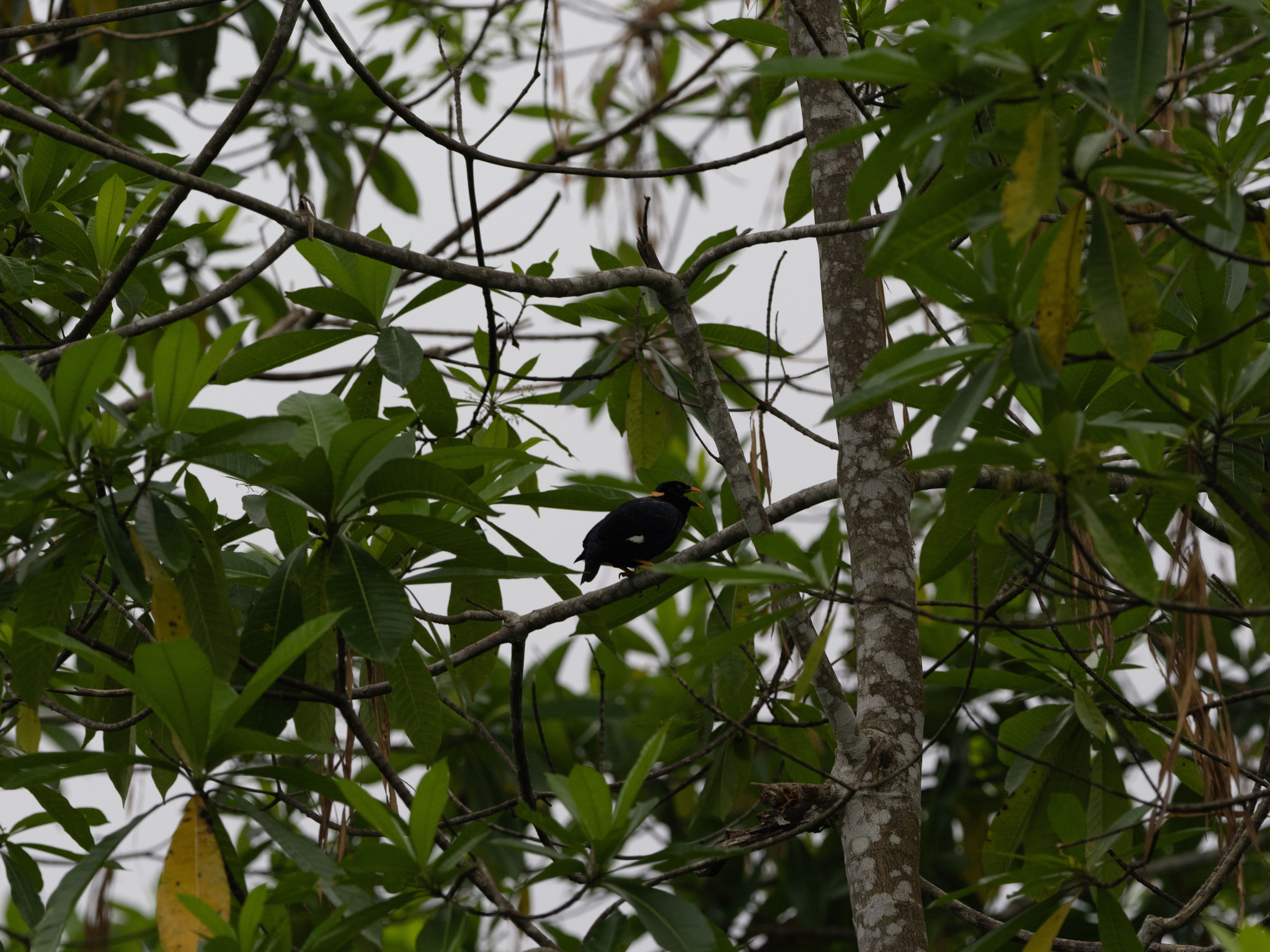 Sri Lanka Hill Myna (Gracula ptilogenys), photo 9