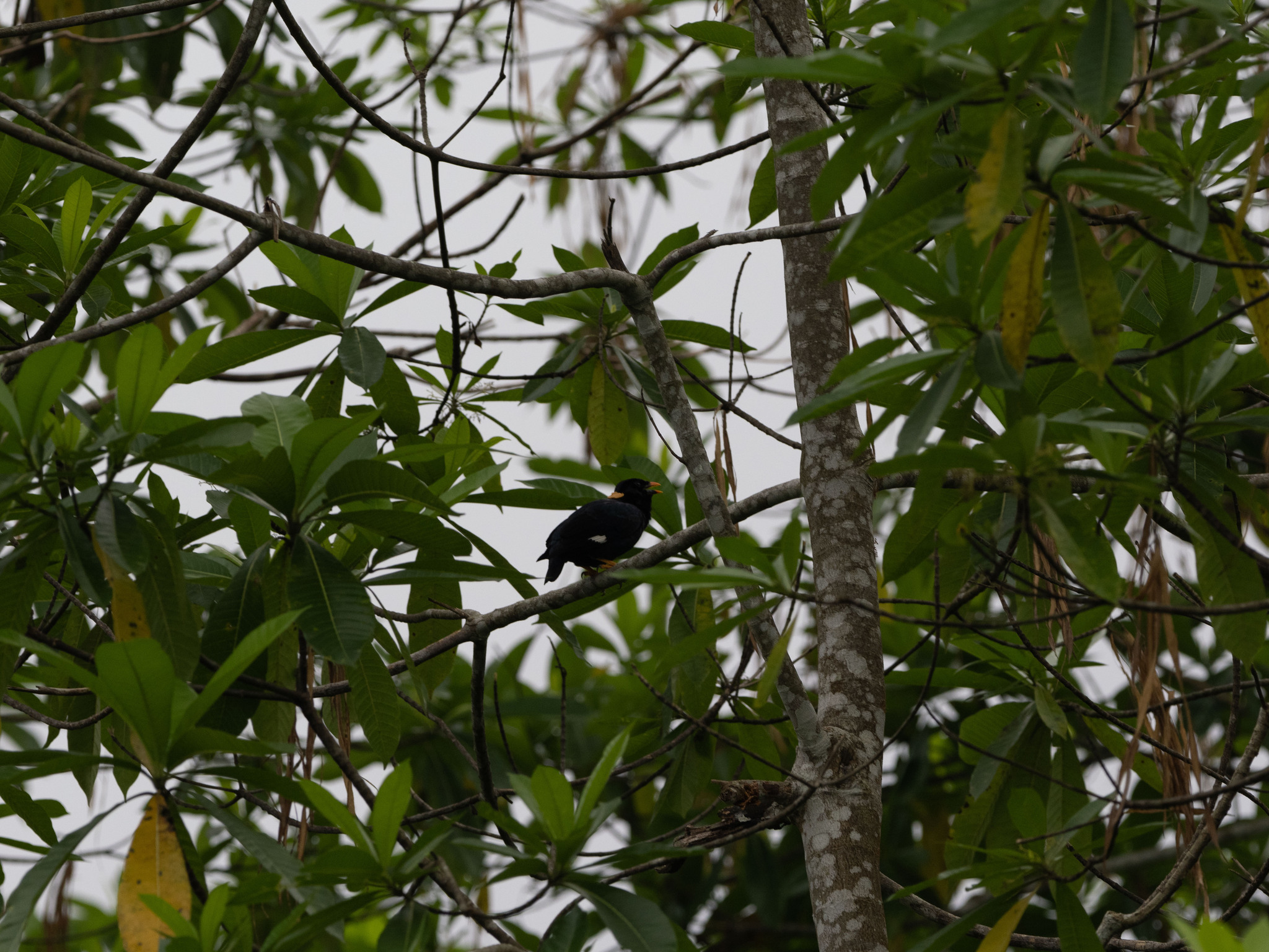 Sri Lanka Hill Myna (Gracula ptilogenys), photo 10