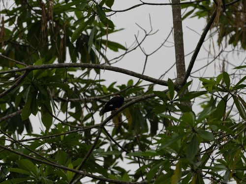 Sri Lanka Hill Myna (Gracula ptilogenys), photo 2
