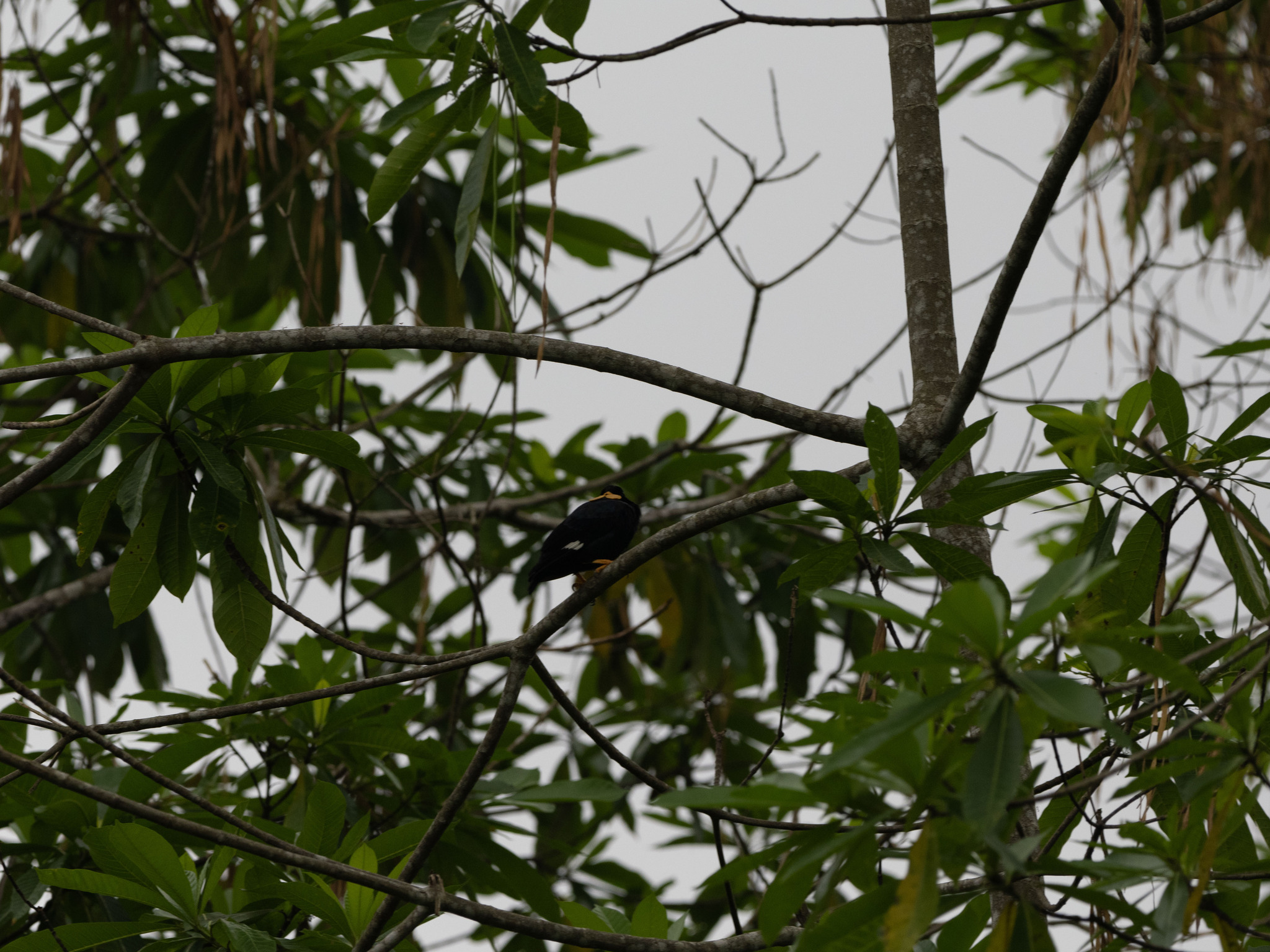 Sri Lanka Hill Myna (Gracula ptilogenys), photo 2