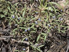 Collinsia torreyi wrightii