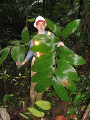 Zamia imperialis