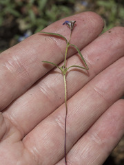 Collinsia torreyi wrightii