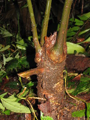 Zamia imperialis