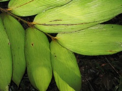 Zamia imperialis