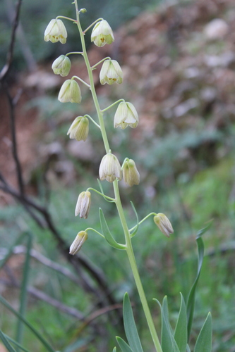 Image of Fritillaria persica by (c) yelena_antipova, some rights reserved (CC BY)