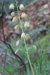 Fritillaria persica, photograph (c) yelena_antipova, some rights reserved (CC BY)