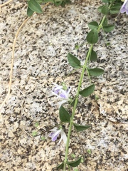 Trichostema arizonicum
