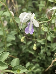 Trichostema arizonicum