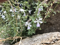 Trichostema arizonicum
