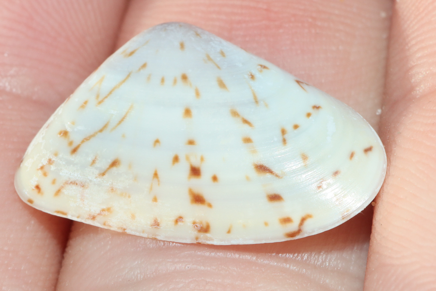 Tivela mulawana