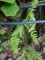 Aleuritopteris farinosa