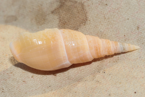 Bullia mauritiana observed 2025-01-29