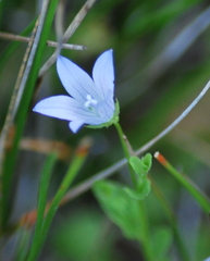 Campanula californica