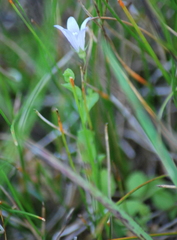 Campanula californica