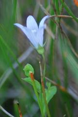 Campanula californica