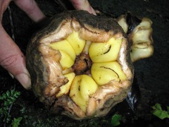 Zamia pseudoparasitica