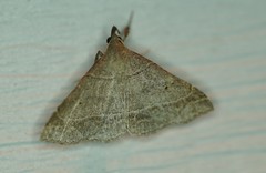 Renia flavipunctalis