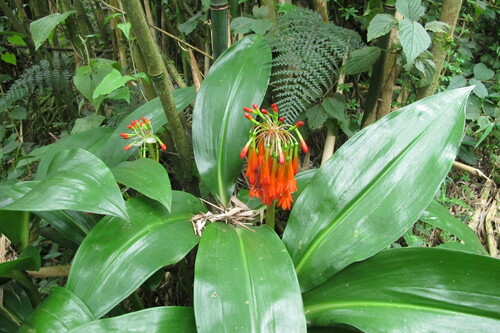 Rwenzori Bloodlily