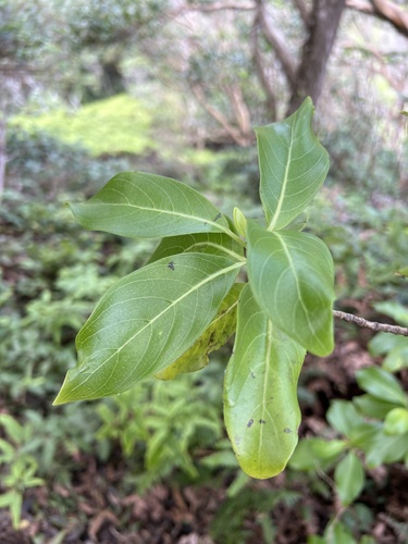 Geniostoma tinifolium observed 2025-02-06