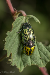 Calligrapha mexicana