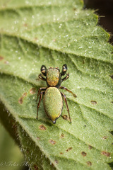Sassacus barbipes