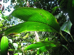 Bactris hondurensis