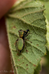 Sassacus barbipes