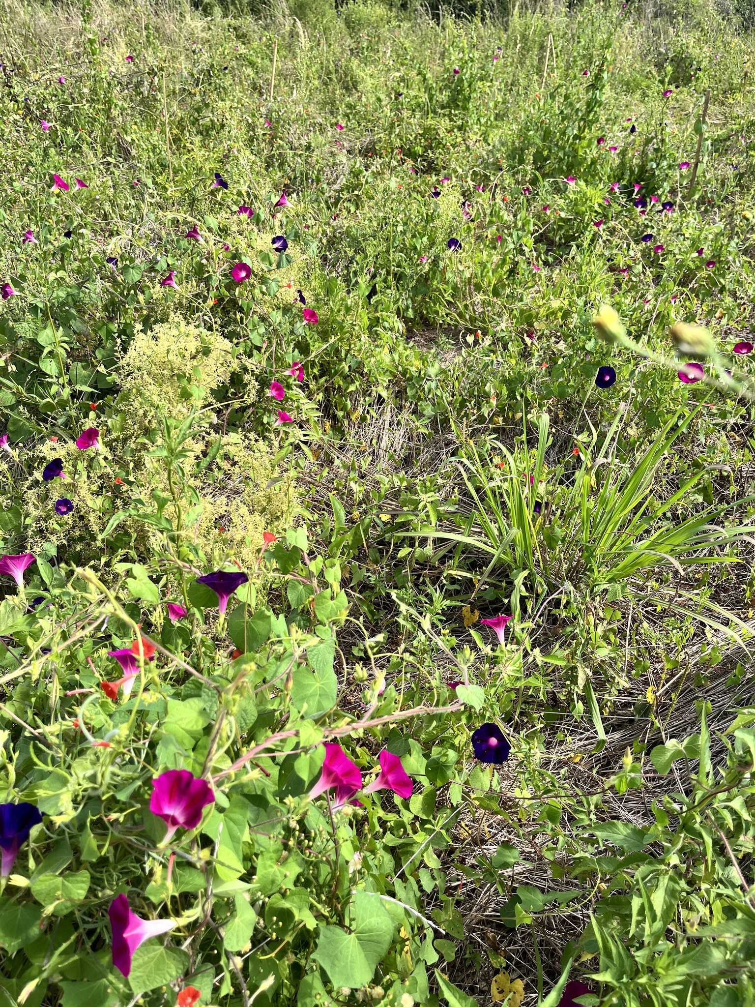 Ipomoea purpurea