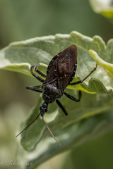 Apiomerus longispinis