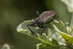 Apiomerus longispinis