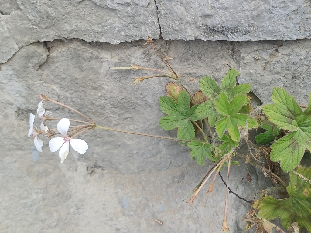 Pelargonium multibracteatum; photograph (c) Hopeland, some rights reserved (CC BY)