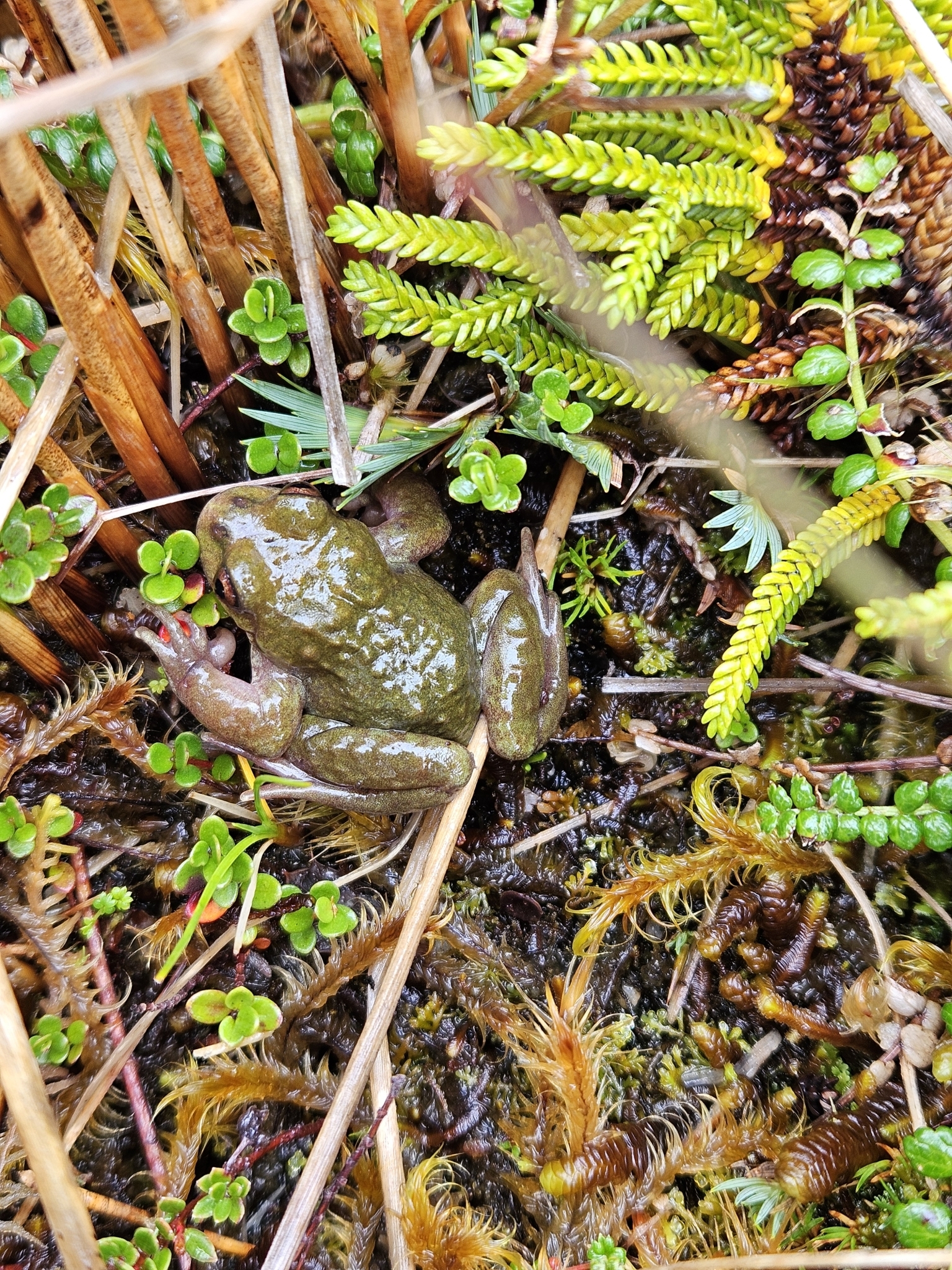 Puerto Eden Frog photo 2
